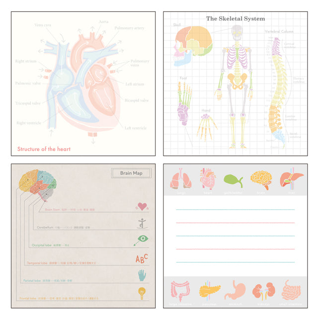 Green Flash Study Holic Square Memo Pad - Human Physiology