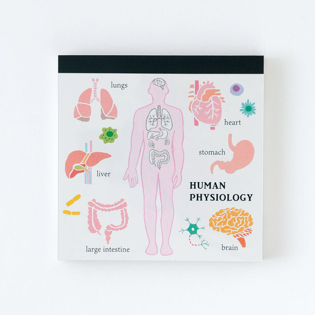 Green Flash Study Holic Square Memo Pad - Human Physiology