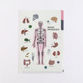 Green Flash Study Holic A5 Double Pocket Clear File - Human Biology