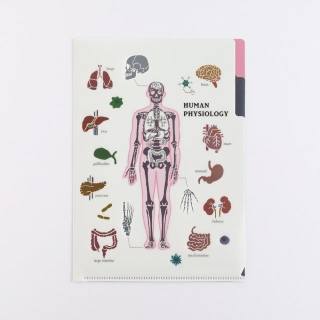 Green Flash Study Holic A5 Double Pocket Clear File - Human Biology