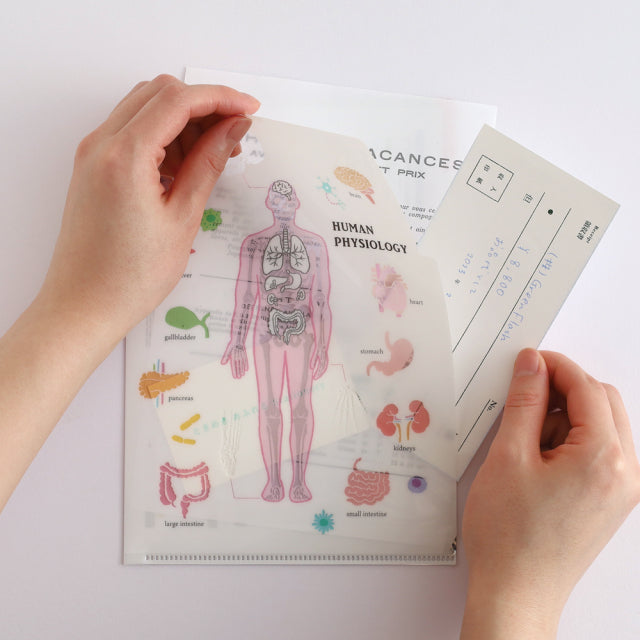 Green Flash Study Holic A5 Double Pocket Clear File - Human Biology