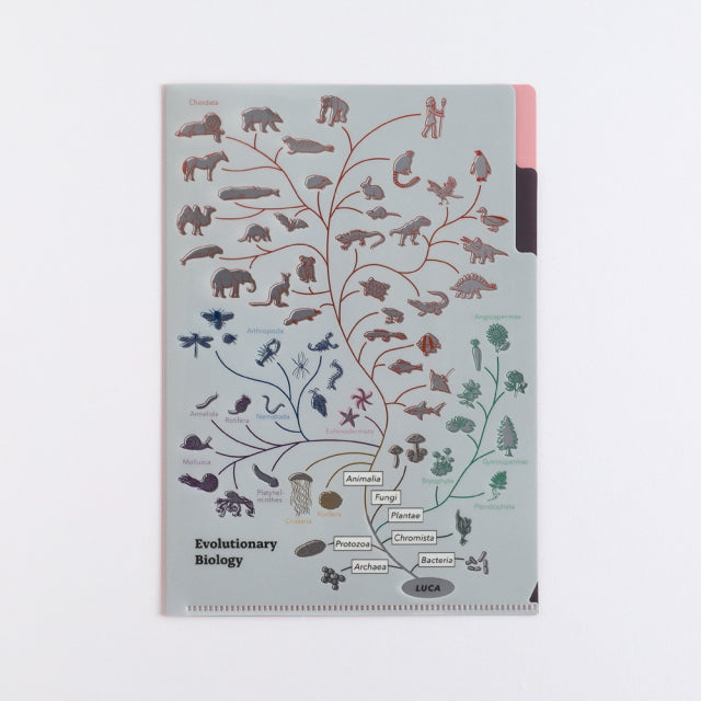 Green Flash Study Holic A5 Double Pocket Clear File - Evolutionary Biology