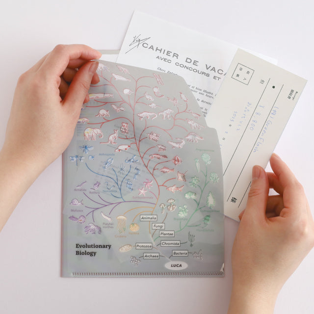 Green Flash Study Holic A5 Double Pocket Clear File - Evolutionary Biology